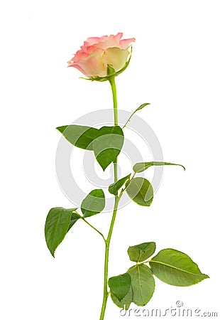 One pink rose Stock Photo