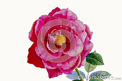 One pink rose flower. Editorial Stock Photo