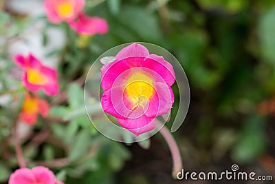 One pink and yellow portulaca or purslane flower against blurred background Stock Photo