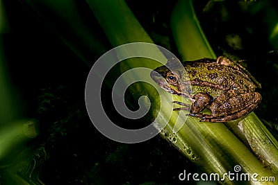 One pool frog Pelophylax lessonae is standing on grass in water in Lausanne, Switzerland. Stock Photo