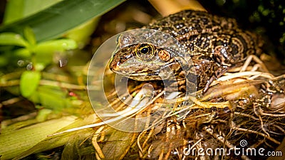 One pool frog is sitting on leaf. Pelophylax lessonae. European frog Stock Photo