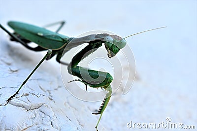 Praying mantis on concrete wall Stock Photo