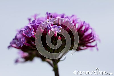 One purple verbena floret against blurred background of verbena head Stock Photo