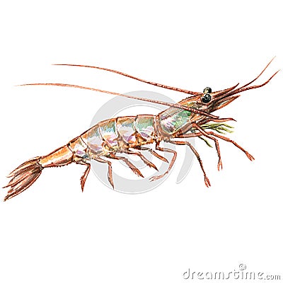 One raw fresh shrimp closeup isolated, watercolor illustration on white Cartoon Illustration