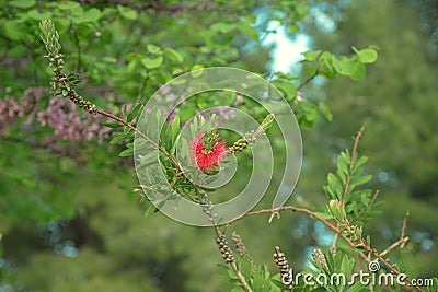Red bottlebrush flower Callistemon citrinus Stock Photo