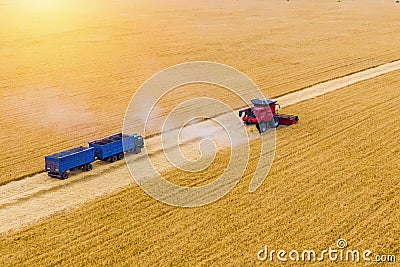 One red combine harvest wheat in the field Stock Photo