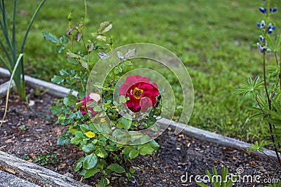 One red flower rose blossoming in the sunshine Stock Photo