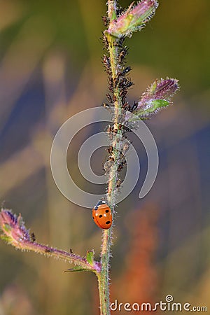 One red Ladybug Coccinellidae on plant with many aphids Stock Photo