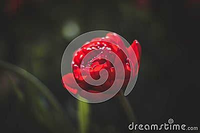 One red Tulip on a dark background. The fluffy petals of the red Tulip. Close up. Rare variety Stock Photo