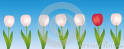 One red tulip between many white tulips Vector Illustration