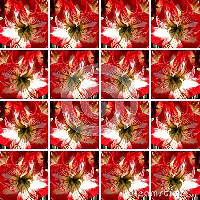 One red and white Amaryllis flower inside square shapes Stock Photo