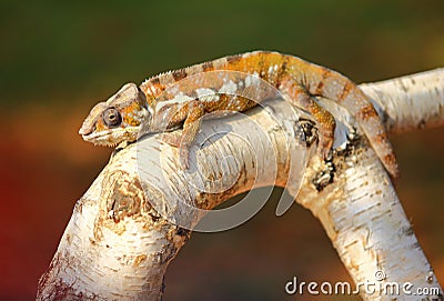 Resting leguan Stock Photo