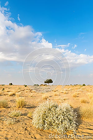 One rhejri tree in desert undet blue sky Stock Photo