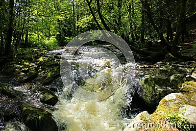 One river in the vosges forest Stock Photo