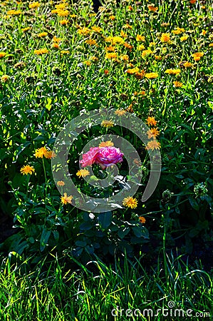 One rose among calendula Stock Photo