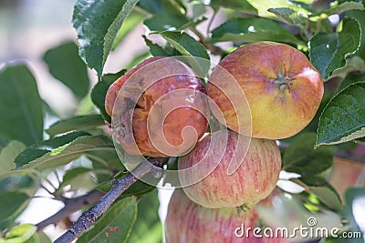 One rotton apple and two fresh ripe natural red heirloom, organic apples close up on branches in a tree, harvest pest problems Stock Photo