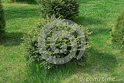 One round coniferous ornamental bush Stock Photo