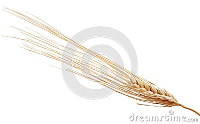 One rye spikelet on the white Stock Photo