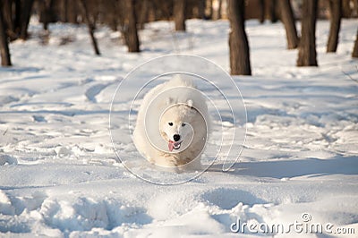 One Samoed dog white Stock Photo