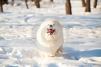 one Samoed dog white Stock Photo