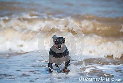 Doberman dog puppy swims in dirty water during a flood Stock Photo