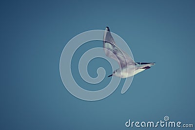 One seaqull flaying. Bluie sky background. Stock Photo