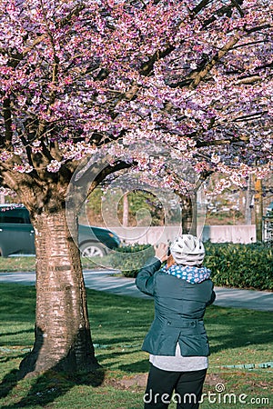 One seniors woman taking cherry blossoming picture with smartphone Stock Photo