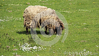 One Shaggy Sheep Graze With Happiness Stock Photo