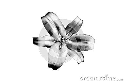 One silver lily flower on white background isolated close up, beautiful black & white single lilly, gray metallic floral pattern Cartoon Illustration