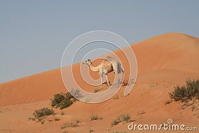 One single dromedary in isolated Oman desert Stock Photo