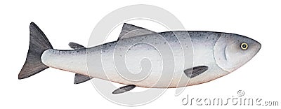 Atlantic salmon watercolor illustration. Stock Photo