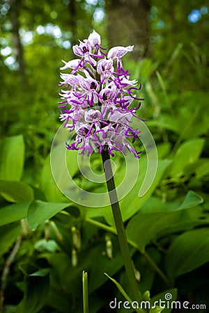 One single flower head of monkey orchid - Orchis simia Stock Photo