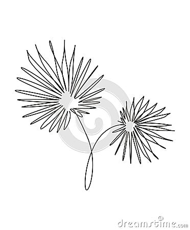 One single line drawing palm livistona rotundifolia leaf vector illustration. Tropical leaves style, abstract floral concept for Vector Illustration