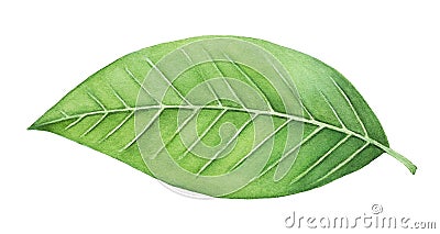 Green leaf watercolor painting. Stock Photo