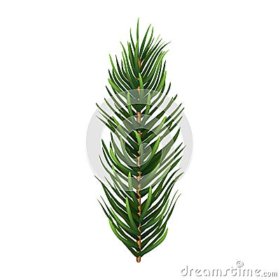 One single realistic spruce or pine branch leaf. Vector illustration. Vector Illustration