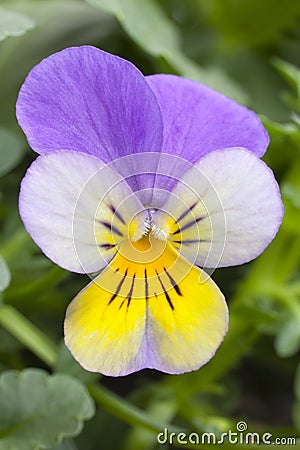 One single Viola cornuta tricolor Stock Photo