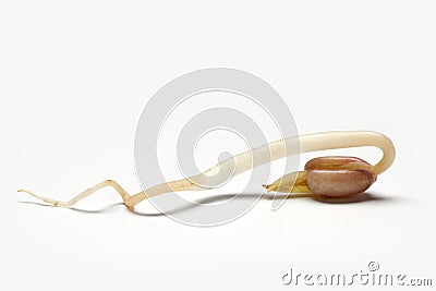 One single whole bean sprout Stock Photo