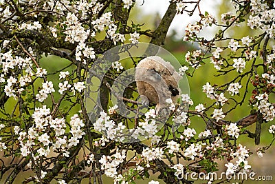 One six week old owl chick eagle owl sits in a tree full of white blossoms. Orange eyes look at you Stock Photo