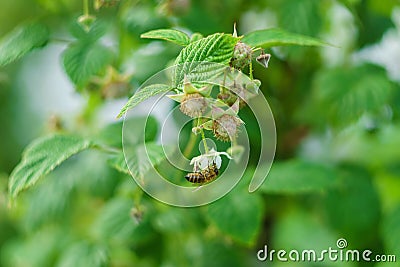 One small bee pollination flower on a raspberry cane Stock Photo