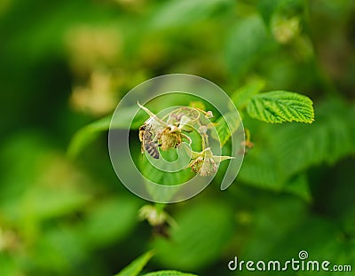 One small bee pollination flower on raspberry cane Stock Photo