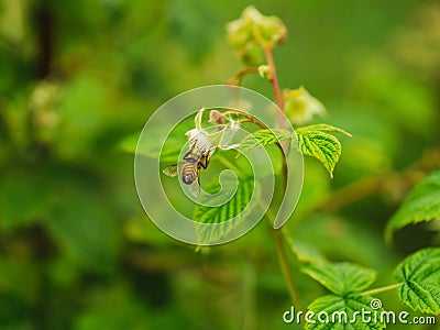 One small bee pollination flower on raspberry cane Stock Photo