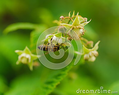 One small bee pollination flower on raspberry cane Stock Photo