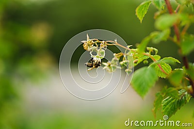 One small bee pollination flower on raspberry cane Stock Photo