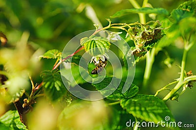 One small bee pollination flower on raspberry cane Stock Photo