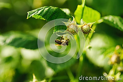 One small bee pollination flower on raspberry cane Stock Photo