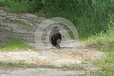 One small bird a black crow chick stands on gray ground Stock Photo