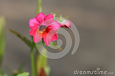 One small bright pink Nemesia flower, Nemesia 'Sunmesia Dark Red' blooming in summertime, close-up view Stock Photo