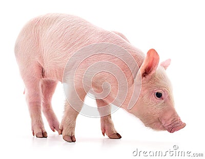 One small piglet Stock Photo