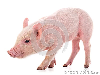 One small piglet Stock Photo