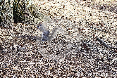 One small squirrel enjoying his delicious nuts at the park Stock Photo